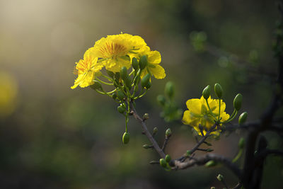 Close-up of yellow flowering plant