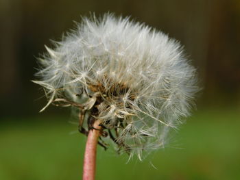 Close-up of dandelion flower