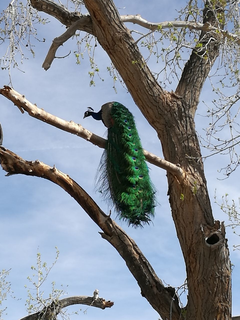 bird, tree, one animal, branch, perching, animal themes, animal wildlife, animals in the wild, tree trunk, beauty in nature, nature, bird of prey, outdoors, day, no people