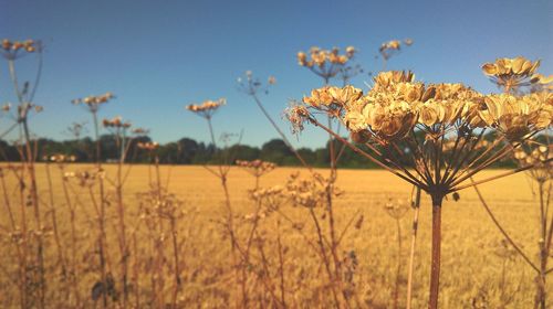 Close-up of crop in field