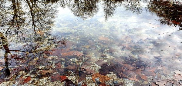 High angle view of leaves in lake