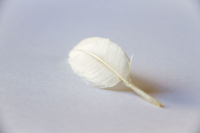 Close-up of feather against white background