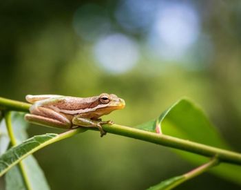 Close-up of a lizard on leaf