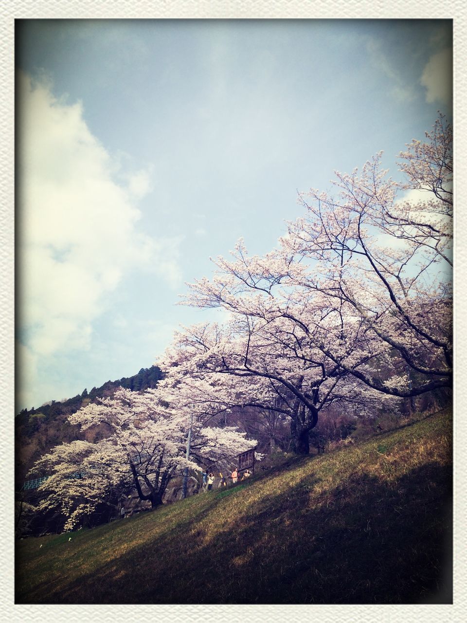 transfer print, tree, sky, tranquility, auto post production filter, beauty in nature, tranquil scene, nature, growth, scenics, branch, cloud - sky, cloud, landscape, low angle view, day, outdoors, flower, no people, mountain