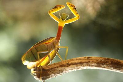 Hierodula venosa spesies mantis from borneo forest