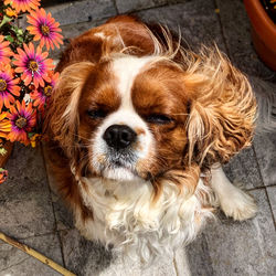 Close-up portrait of a dog