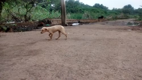 Dog walking on road