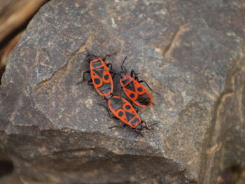 High angle view of butterfly on rock