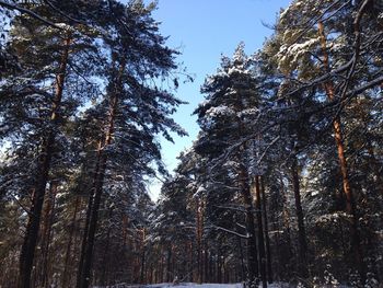 Low angle view of snow covered trees in forest