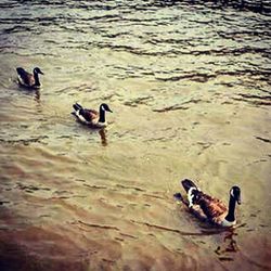 Birds in calm water