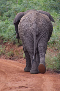 Elephant in a field