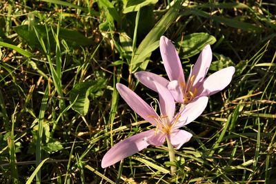 Close-up of crocus blooming on field