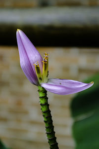 Close-up of purple lotus water