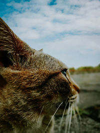 Close-up of a cat