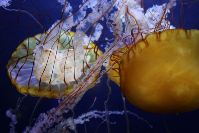 Close-up of yellow underwater