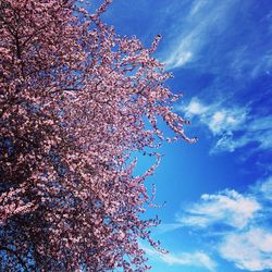 Low angle view of flowers against blue sky