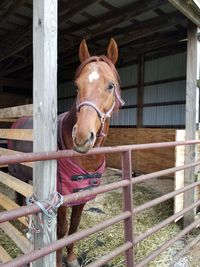 Portrait of horse in stable