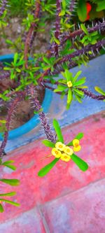 Close-up of flowering plant