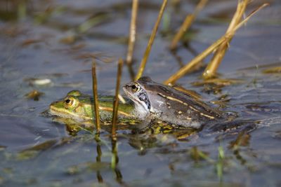 Teichfrosch trifft moorfrosch ... moor frog
