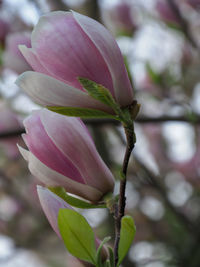 Close-up of pink flowering plant