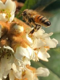 Close-up of bee on flower