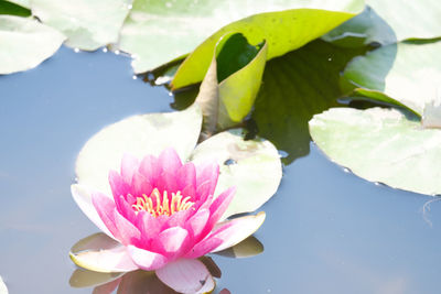 Close-up of water lily in lake