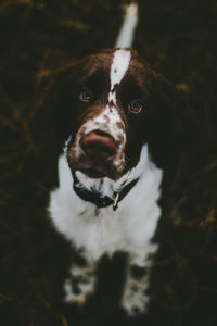 Close-up portrait of english springer spaniel standing on field