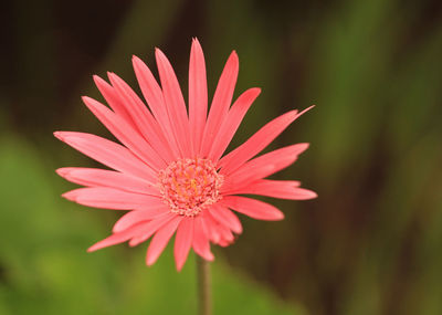 Pink flower of osteospermum, african daisy
