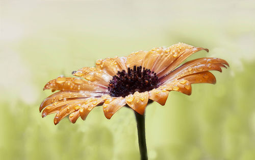 Close-up of flowers against blurred background