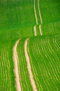 Full frame shot of agricultural field