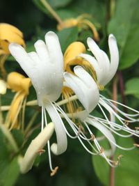 Close-up of white flower blooming outdoors