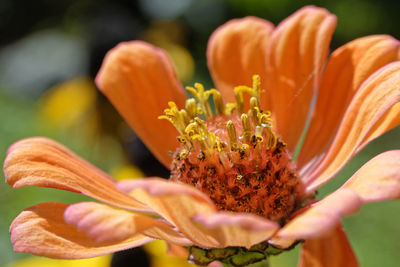 Orange flower detailed photo of stamens, close-up photo of flowers stamens