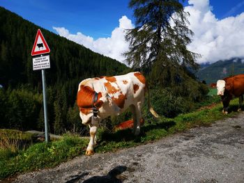 View of cow standing on road against sky