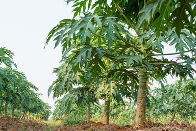 Low angle view of coconut palm trees on field against sky