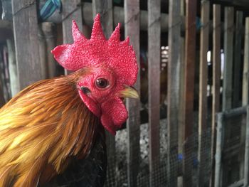 Close-up of rooster against fence