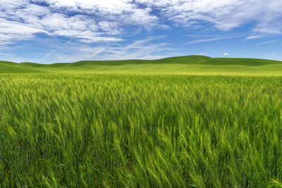 Scenic view of agricultural field against sky