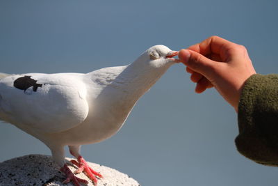 Hand feeding a bird against clear sky
