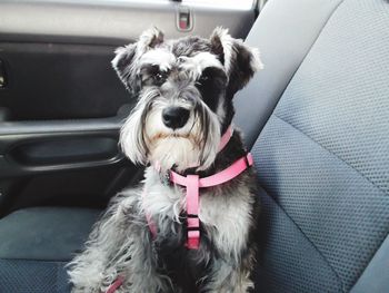 Close-up portrait of dog