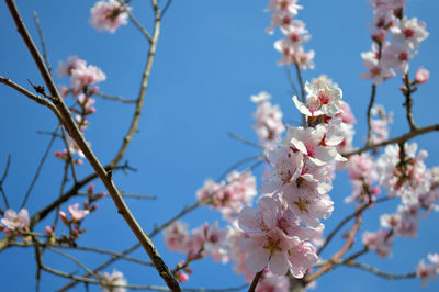 Low angle view of almond blossoms against sky