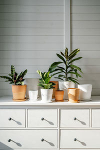 Potted plants on table against wall