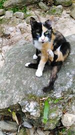 High angle portrait of cat on rock