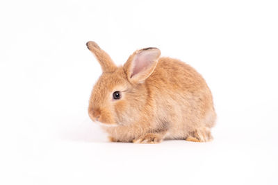 Close-up of a rabbit over white background