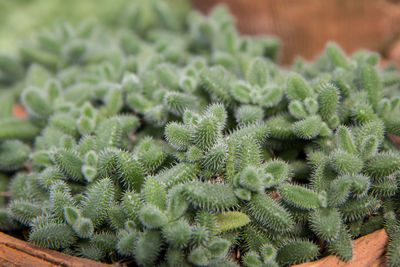High angle view of succulent plant