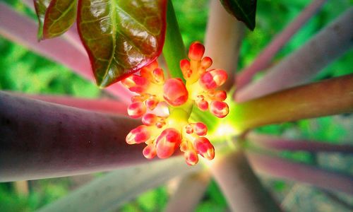 Close-up of pink flower