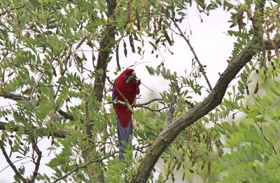 Bird perching on branch