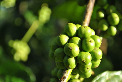 Close-up of berries growing on coffee plant