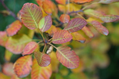 Close-up of leaves during autumn