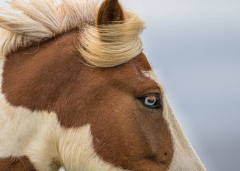 Windy summer for an icelandic horse with blue eyes and blonde mane