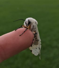 Close-up of hand holding lizard