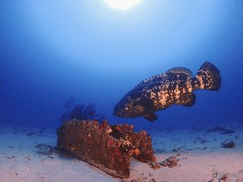 Fish swimming in sea